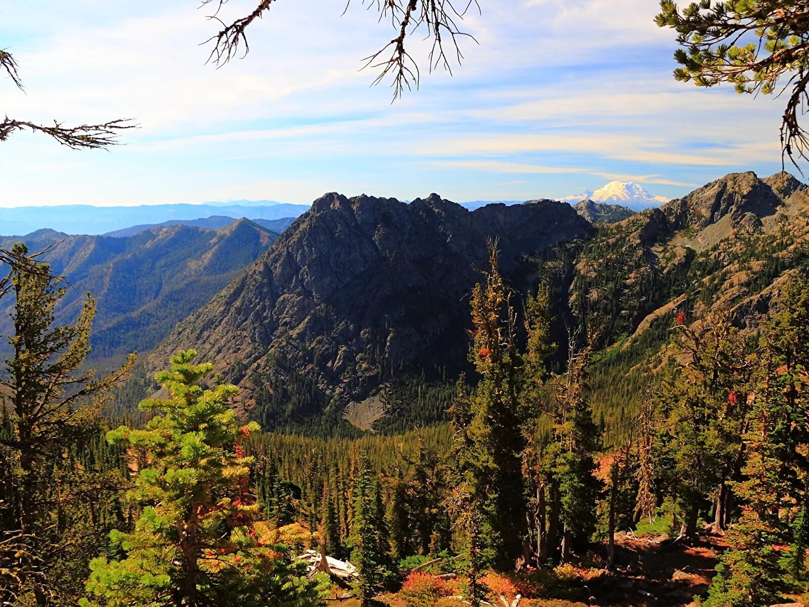 северная америка хвойные леса