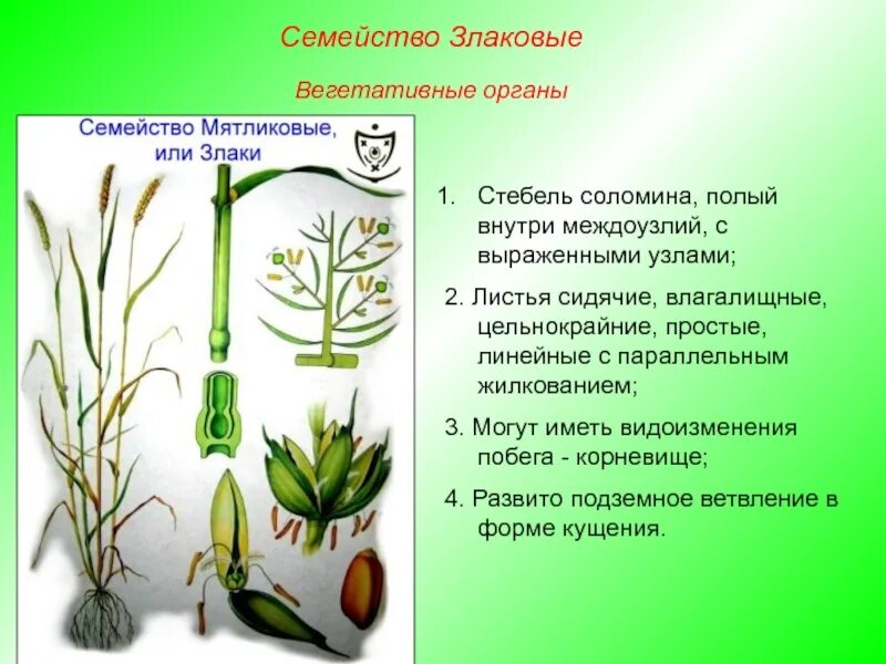 Отдел злаковых. Стебель злаковых Соломина. Злаковые Однодольные Соломина. Стебель семейство злаки Мятликовые. Злаковые Мятликовые строение.