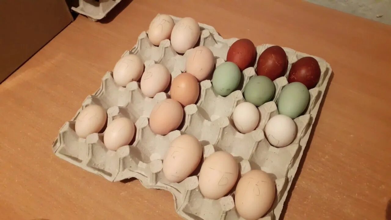 Куплю инкубационное яйцо кур породы. Яйца куриные инкубационные. Яйцо инкубационное разных пород. Инкубационное яйцо шелковых кур. Шелковая курица яйца.