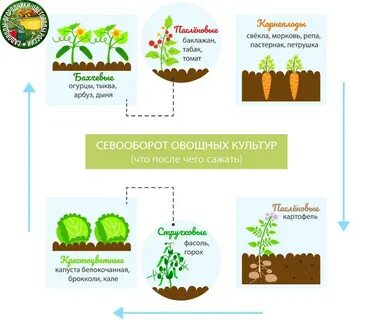 Севооборот схема чередования культур