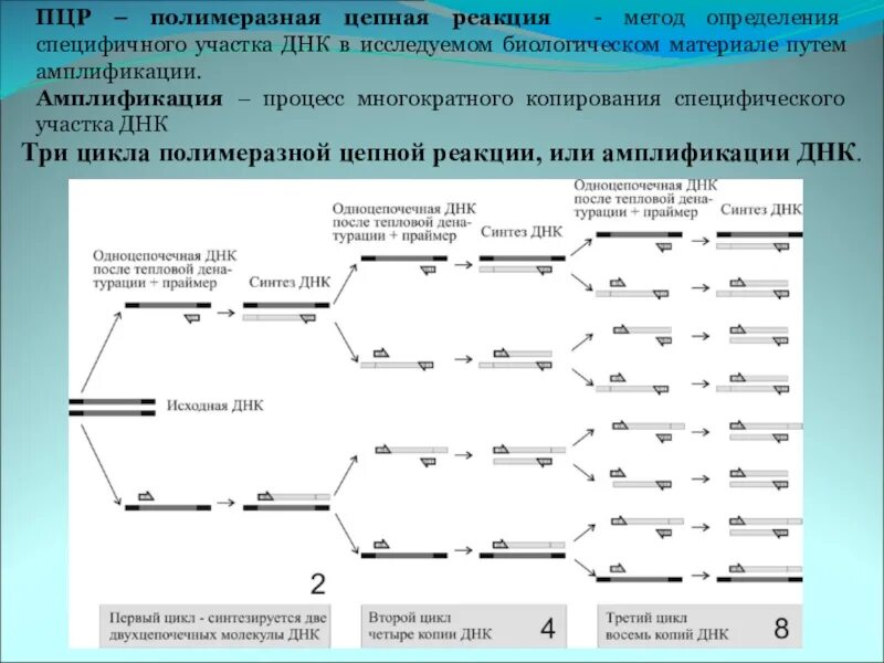 Определите последовательность днк копии. Циклы амплификации пцр. компоненты полимеразной цепной реакции таблица. амплификация днк схема. схема двух циклов пцр.