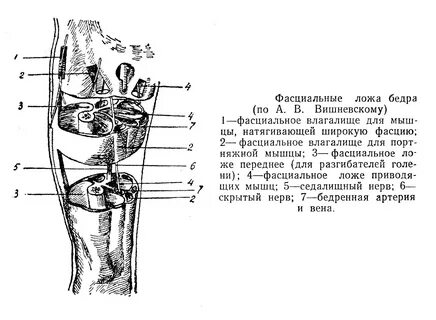 Фасциальное ложе