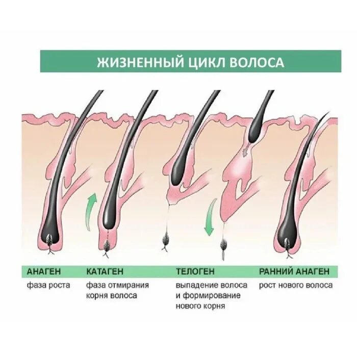 Сколько ресниц выпадает. Анаген катаген телоген волос. Стадии роста ресниц анаген катаген телоген. Рост ресниц анаген катаген. Фаза роста ресниц анаген катаген телоген.