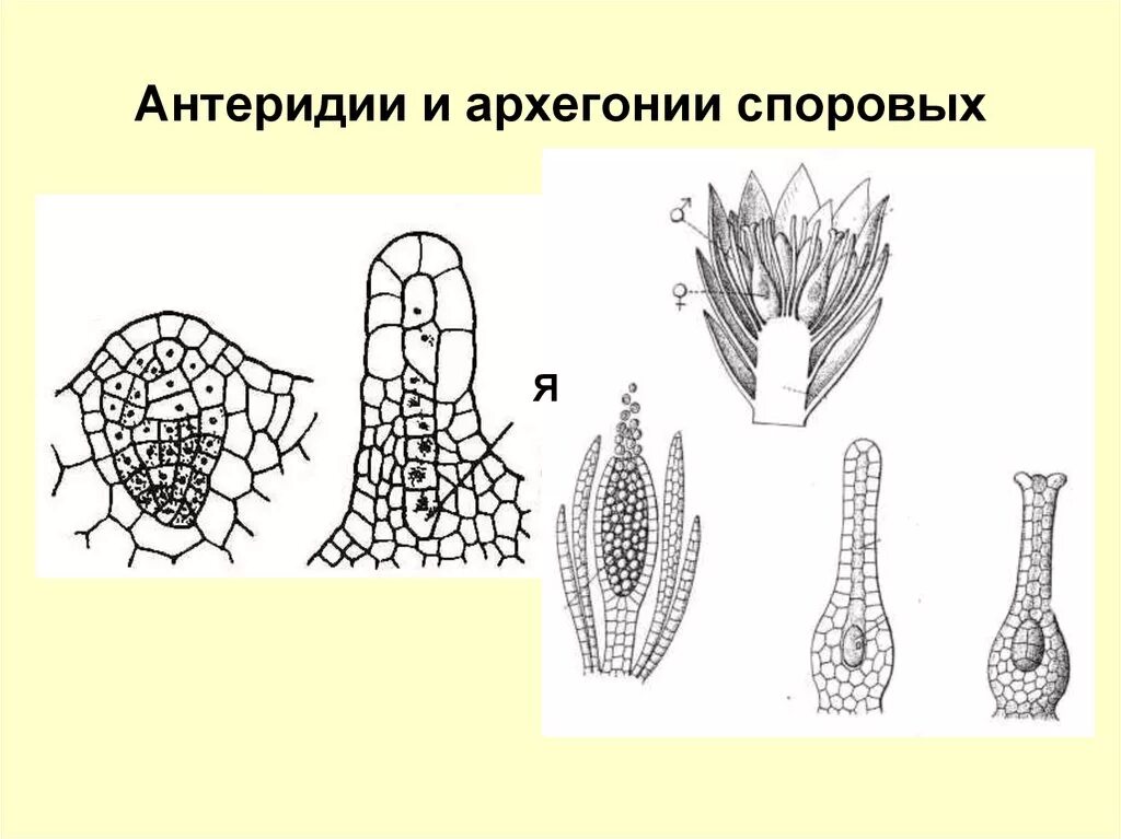 Имеют придаточные корни антеридии и архегонии. Архегоний хвоща. Антеридий хвоща. Архегоний папоротника. Антеридий хвоща строение.