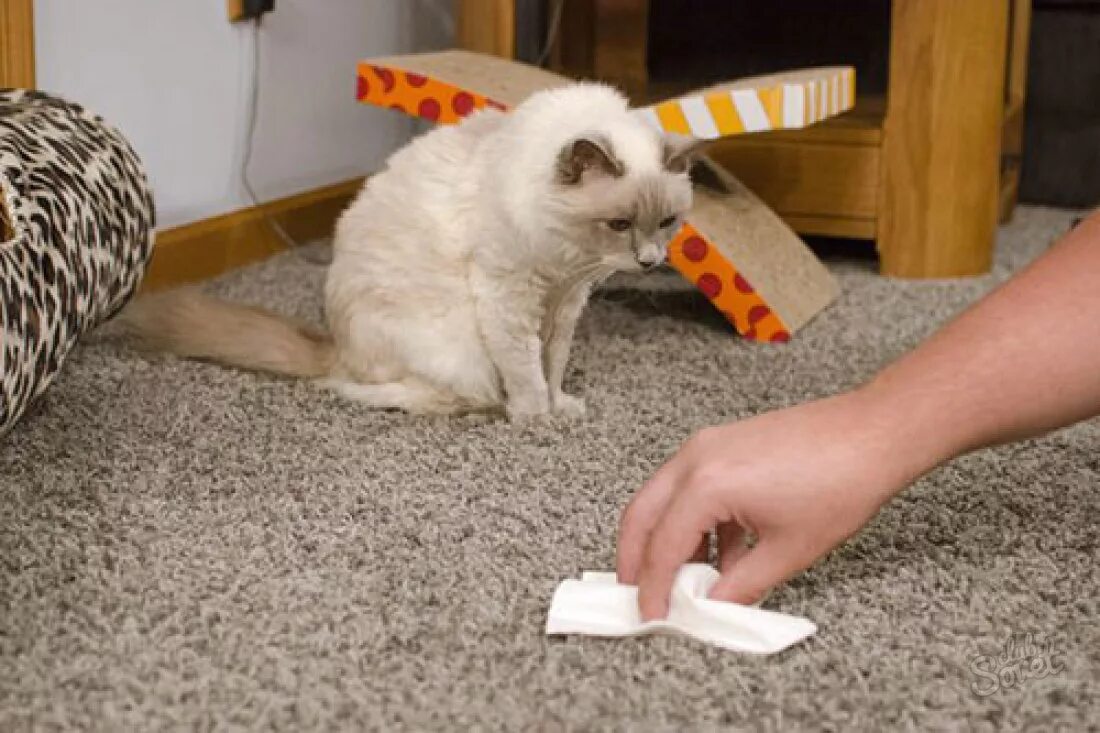 Животные убираются в квартире. Домашние животные для квартиры. Котенок на ковре. Кошка в квартире. Запах метки кота