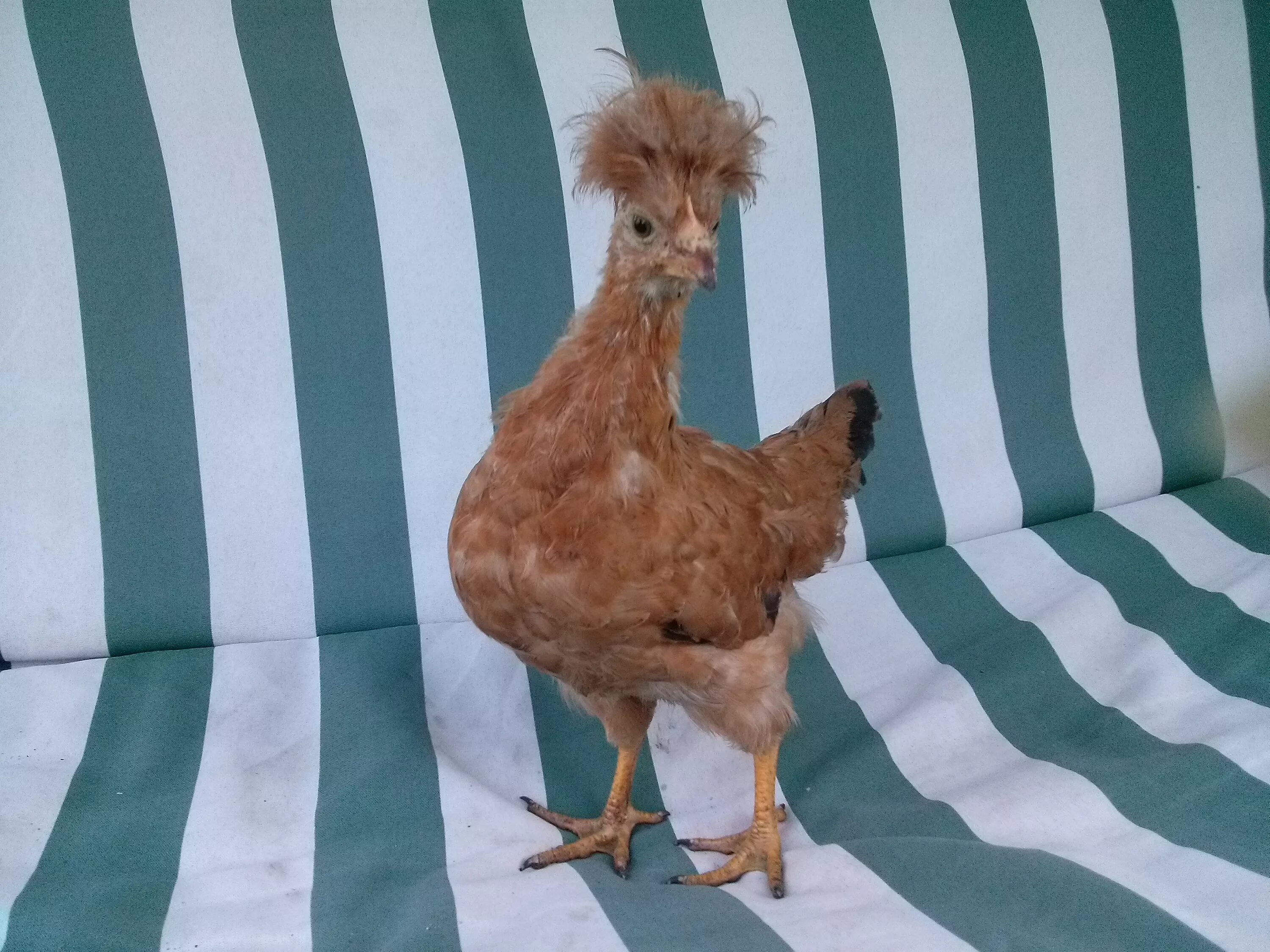 куры хохлатка русская. курица хохлатка. куры хохлатка русская. курочка хохлатка черная. куры породы хохлатка.