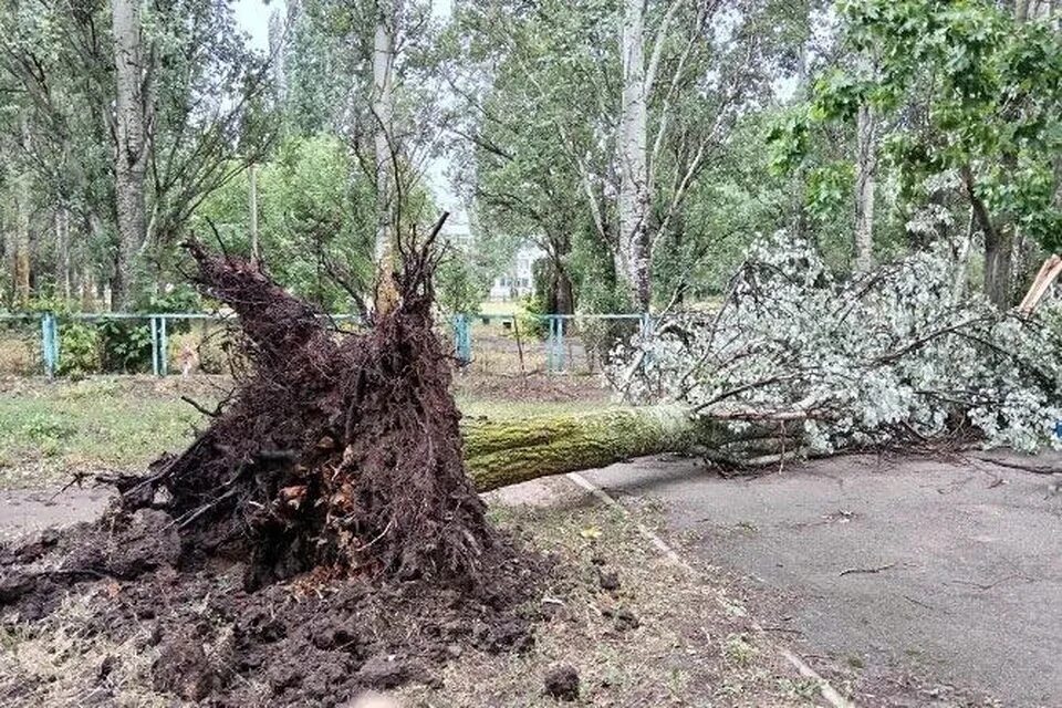 Ураган вырывает деревья. Несколько деревьев. Фото ураган упавшие деревья. Ураган в Поволжье.