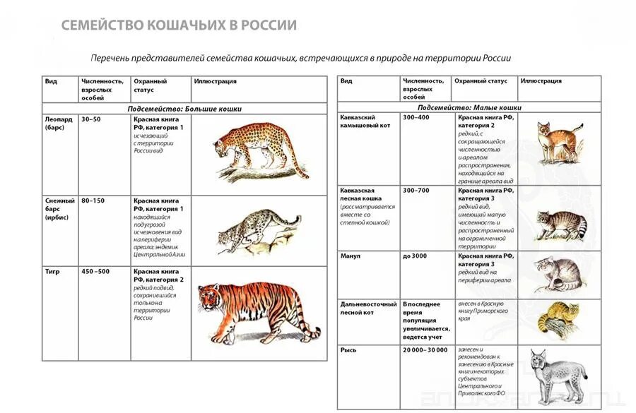 Количество общий видов животных. Семейства хищных млекопитающих таблица 7 класс. Семейство кошачьих в России таблица. Семейства отряда Хищные таблица. Семейство кошачьих систематика.