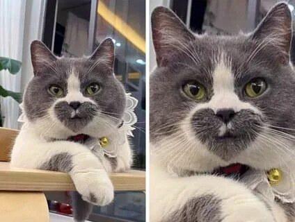 Удивительное создание кошка