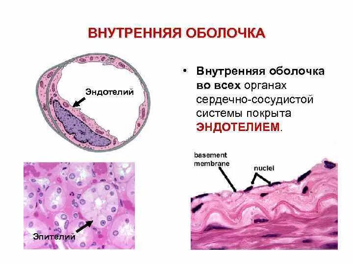 Эндотелий гистология препарат. Эндотелий сосудов препарат гистология. Эндотелий гистология препарат. Эндотелий препарат. Строение эндотелия гистология.