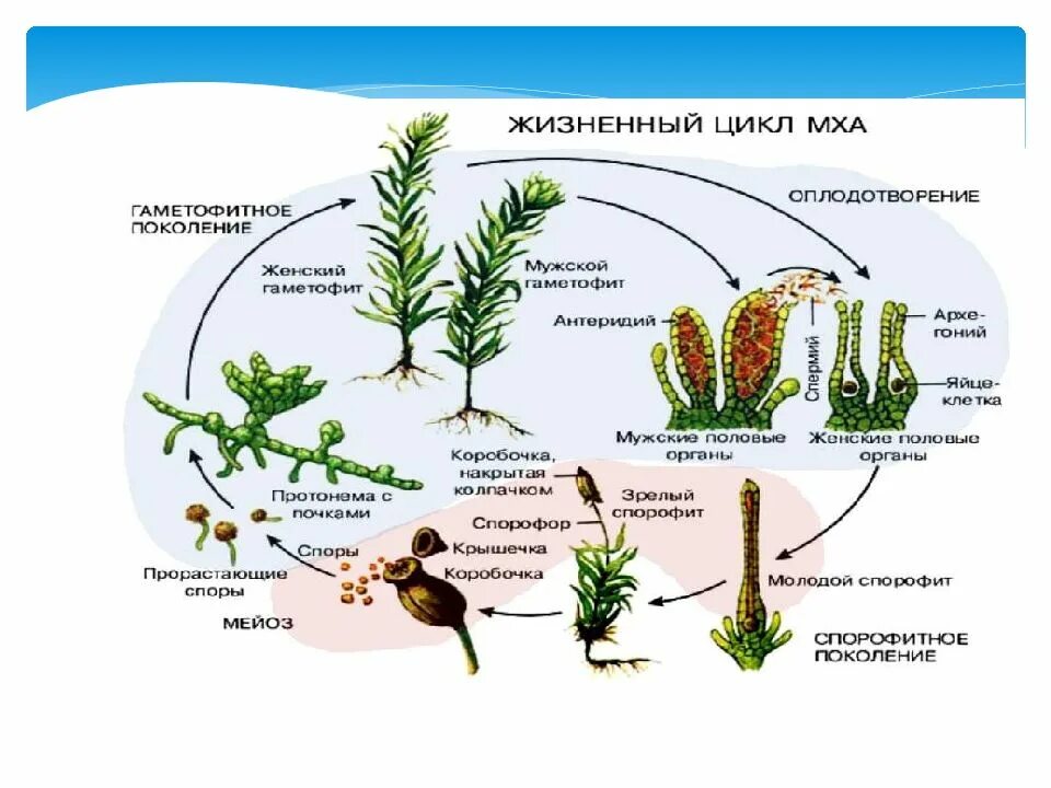 Цикл развития мхов схема. Мох цикл развития гаметофит спорофит. Жизненный цикл мха Кукушкин. Цикл размножения кукушкиного льна.