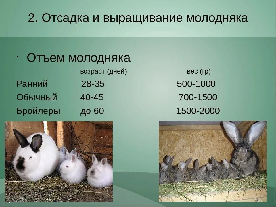 К какому классу относится кролик. Порода и Возраст кролика. Вес кролика по месяцам. Кролики по возрастам. Какой размер у кролика.