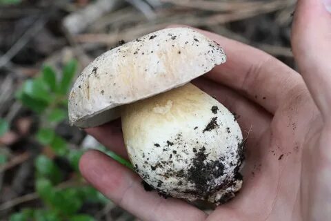 Белые царские грибы