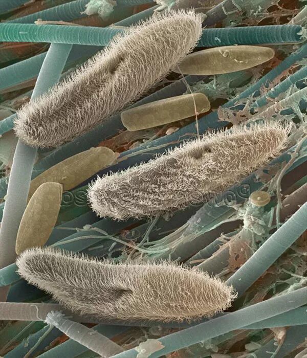 Строение простейших микробиология. Простейшие паразиты бактерии. Парамеция это инфузория туфелька. Бактерии вирусы простейшие. Урогенитальный трихомоноз.