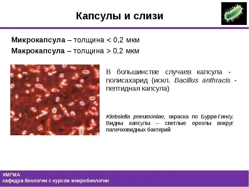 Строение и функции капсул бактерий. Капсула и микрокапсула бактерий. макрокапсула капсула бактерий. капсула это микробиология. капсула микрокапсула микробиология.