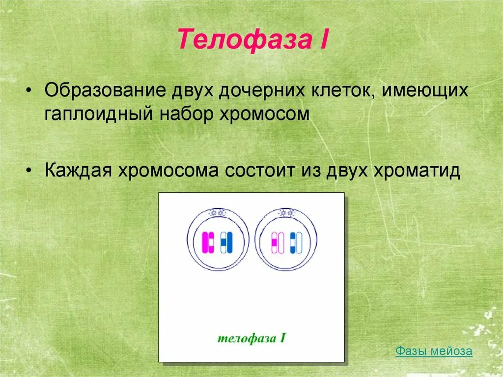 Сколько дочерних клеток образуется. Телофаза мейоза 1 набор хромосом. Телофаза 1 хромосомный набор. Мейоз телофаза 1 гаплоидный набор. Телофаза 1 хромослмныйнабор.