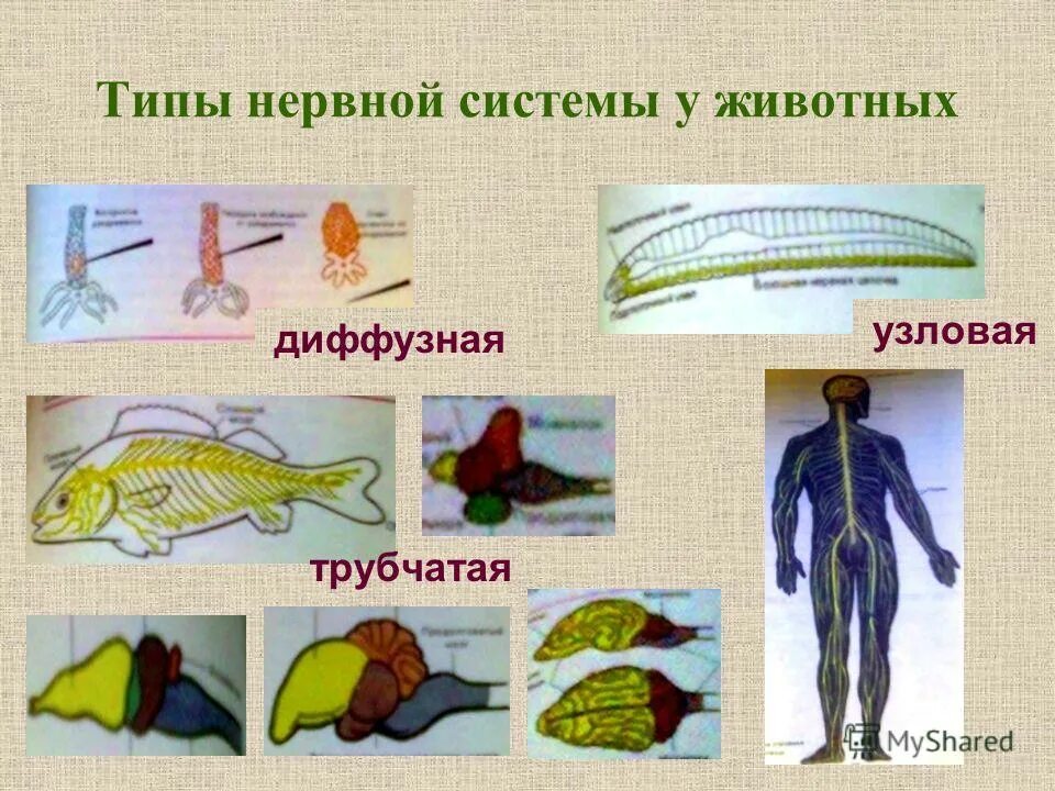 Виды нервной системы 8 класс. Типы нервной системы. Виды нервных систем у животных. Типы неввнойсистемы.