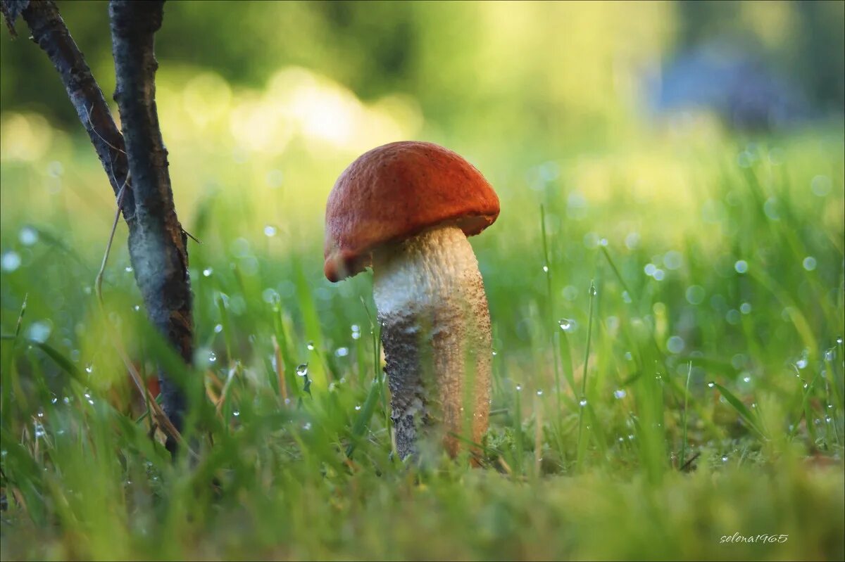 Цезарский гриб. Утро лес грибы. Роса на грибах. Доброе утро с грибами в лесу. Пейзаж с грибами.