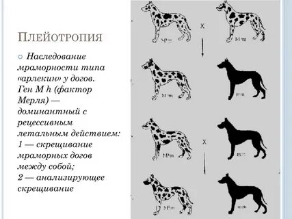 Плейотропия