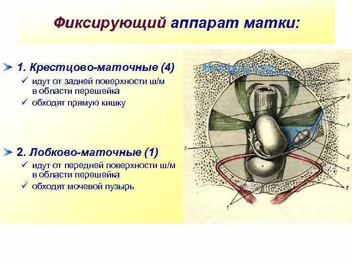 Фиксирующий аппарат матки связки. К фиксирующему аппарату матки относятся. Фиксирующий аппарат матки схема. Подвешивающий фиксирующий поддерживающий аппарат матки.