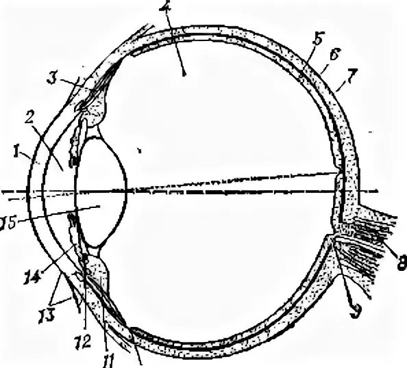 Глазные яблоки расположены в парных углублениях черепа. Передняя камера глазного яблока. Рисунок продольного разреза глаза. Глаз человека в разрезе. Продольный разрез глаза человека фото.