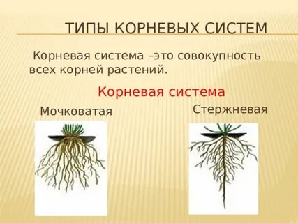 Изучение строения корневых систем стержневой и мочковатой