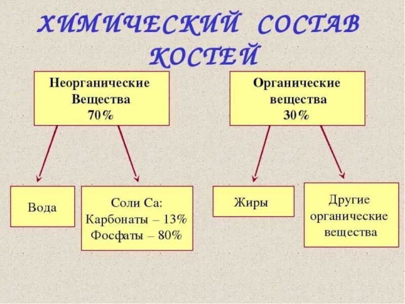 Что входит в 8 класс. Химический состав костей человека 8 класс. химический состав костей схема. состав костей биология 8 класс. химический состав костей таблица 8 класс.