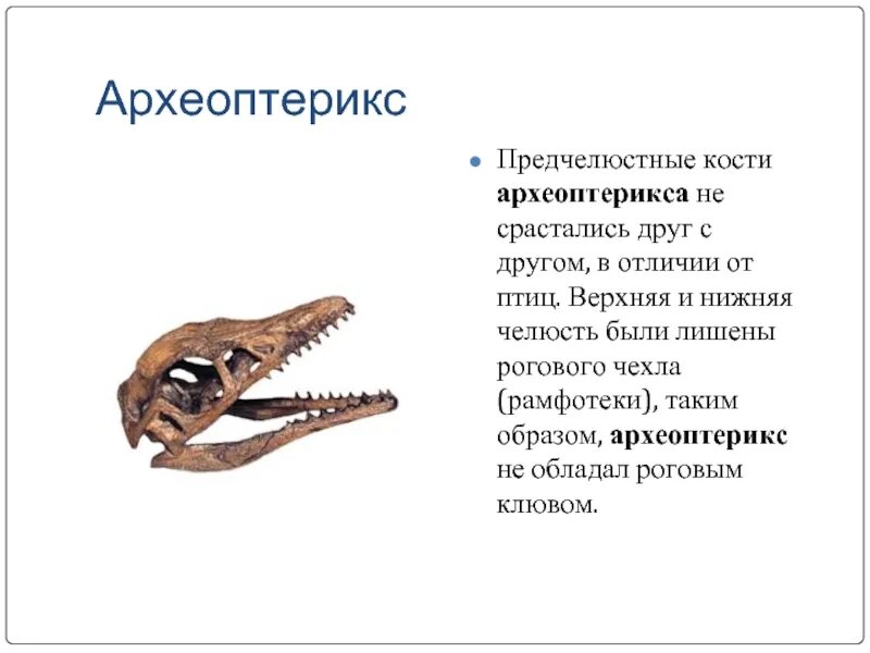 Челюсти птицы покрыты. Археоптерикс клюв. Археоптерикс зубы. Динозавр с клювом. Челюсть археоптерикса.