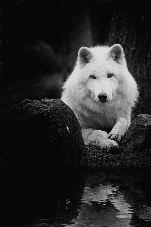 Epic Wolf Wallpapers Full Hd " Hupages " Download Iphone Wallpapers Wolf wallpap