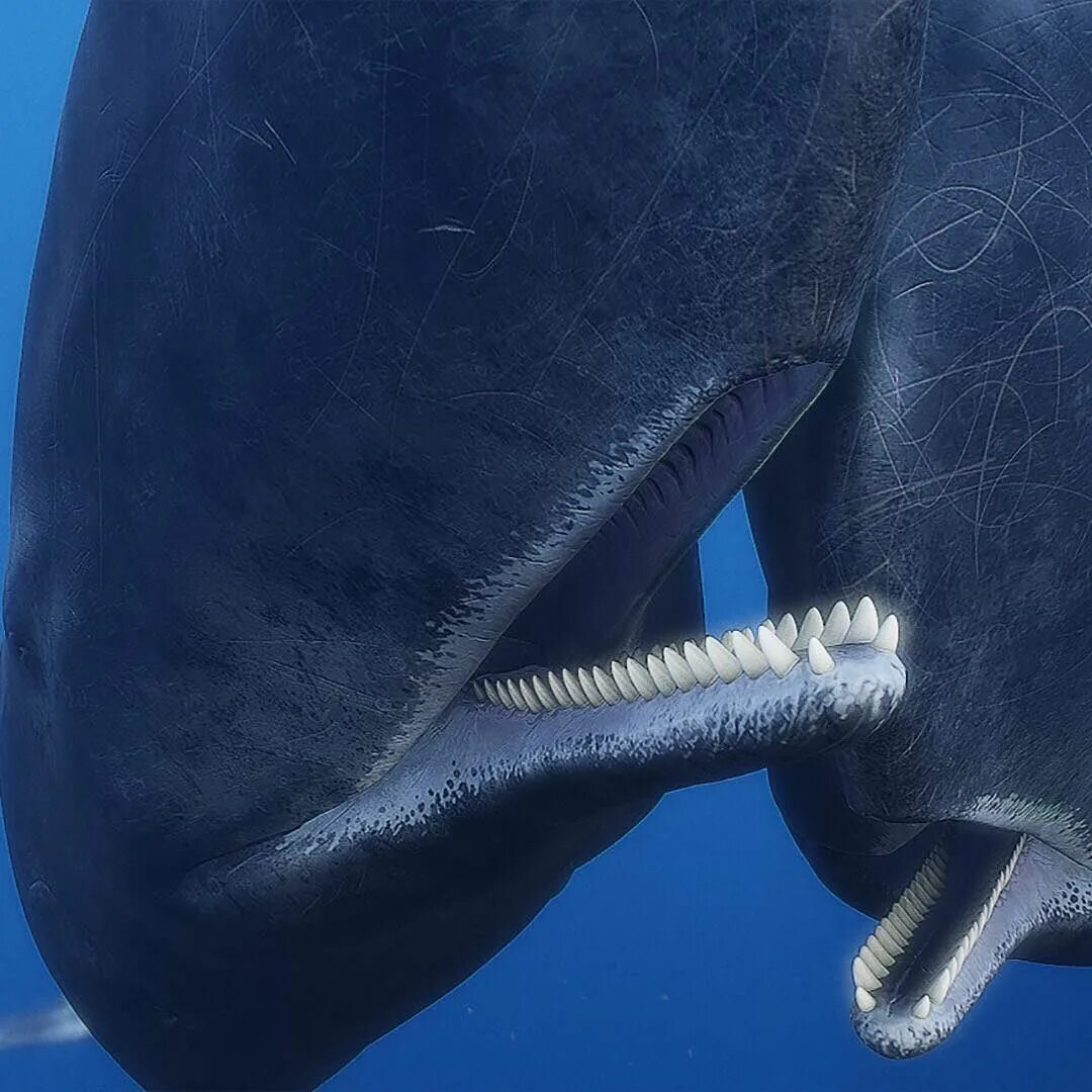 Кит хищник Кашалот. Гренландский кит зубы. Китовый ус синего кита.