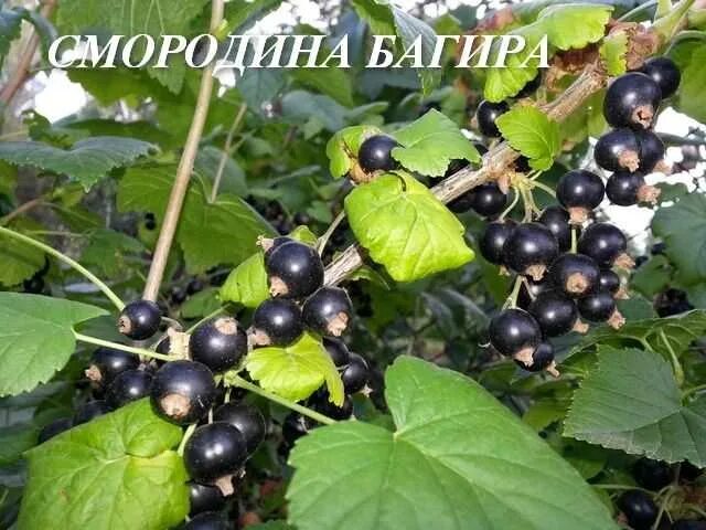 Черная смородина багира фото. Багира сорт черной смородины. Багира смородина черная саженцы. Смородина Багира самоплодная. Смородина Багира куст.