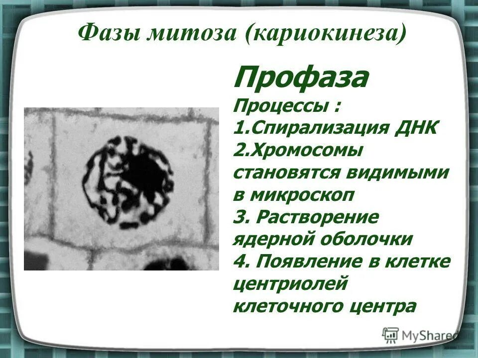 2 фаза митоза. Митоз фазы и процессы. Фазы митоза профаза процессы. Процессы митотического деления профаза. Характеристика фаз митоза кратко.