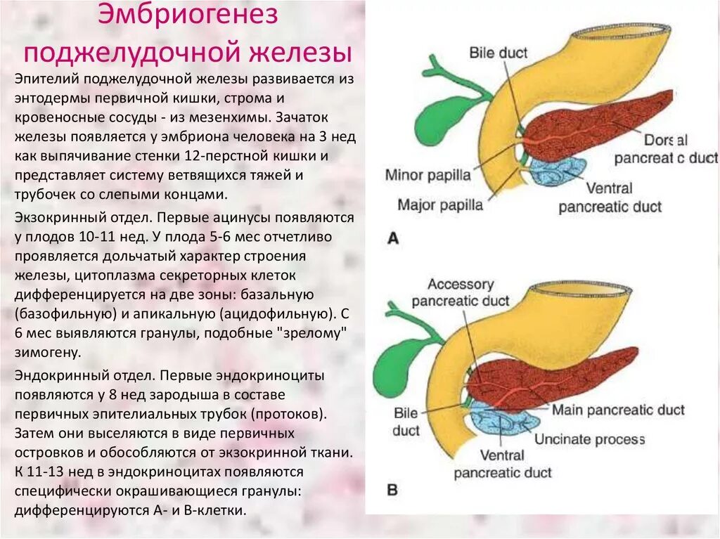 Эмбриология поджелудочной железы. Поджелудочная железа в процессе эмбриогенеза развивается. Зачаток поджелудочной железы является производным:. Внутриутробное развитие поджелудочной железы.
