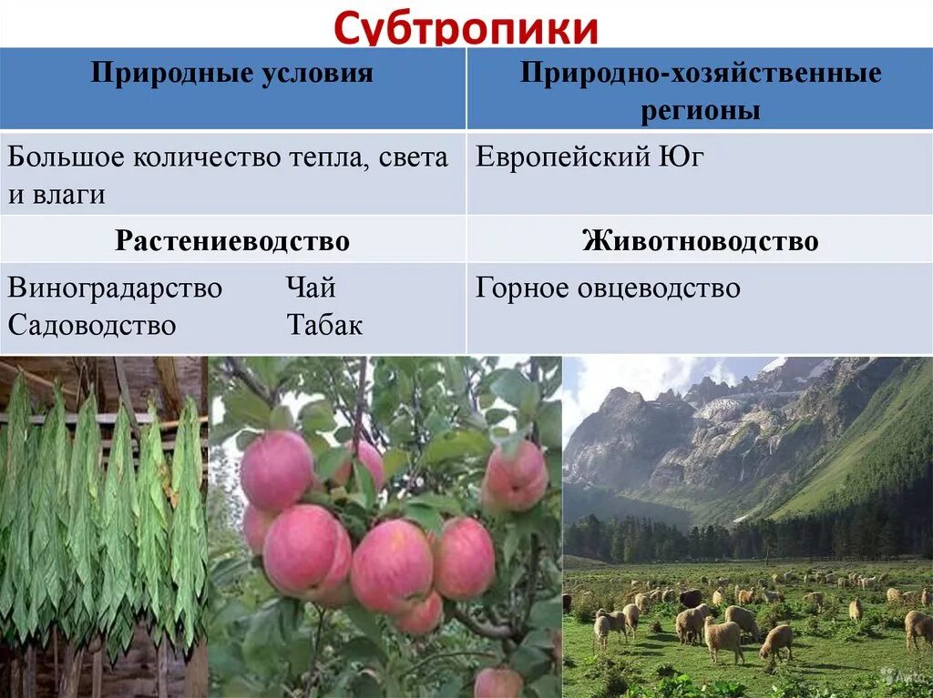 Отрасли растениеводства. Сельское хозяйство в субтропиках. Специализация сельского хозяйства. Природные условия хлзя. Ограничения для ведения сельского хозяйства в тундре