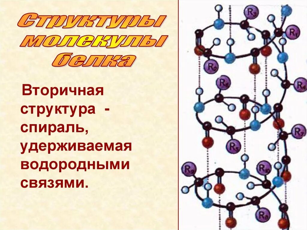 Вторичная структура молекулы белка. Вторичная структура белка изображение. Строение белковых молекул вторичная структура. Строение вторичной структуры белка.