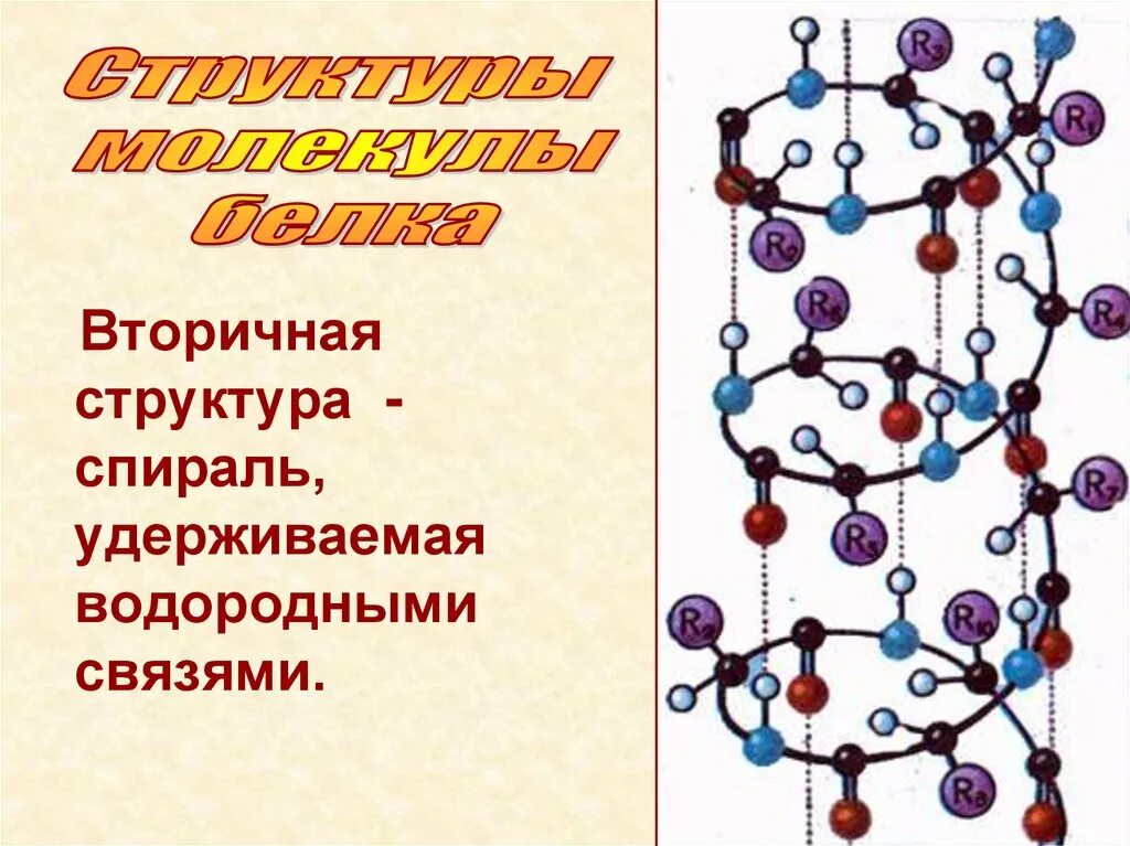 Вторичное строение белка. Вторичная структура молекулы белка. строение белковых молекул вторичная структура. вторичная структура белка рисунок. вторичная структура белковой молекулы.