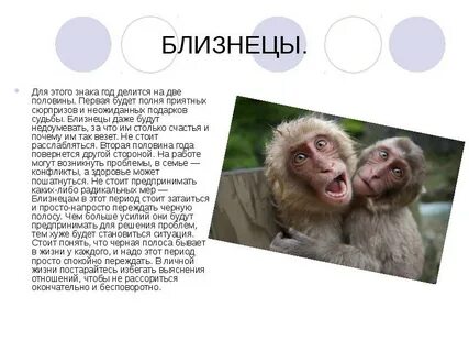 Близнецы в год обезьяны