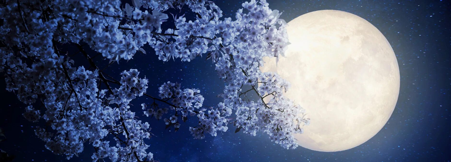 Почему цветочной луны. Луна и цветы. Цвет Луны. Цветочная Луна.