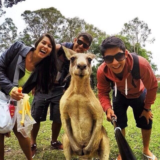 Selfie peg. Селфи зверей. Селфи с питомцем. Смешные селфи с животными. Прикольные фото людей.