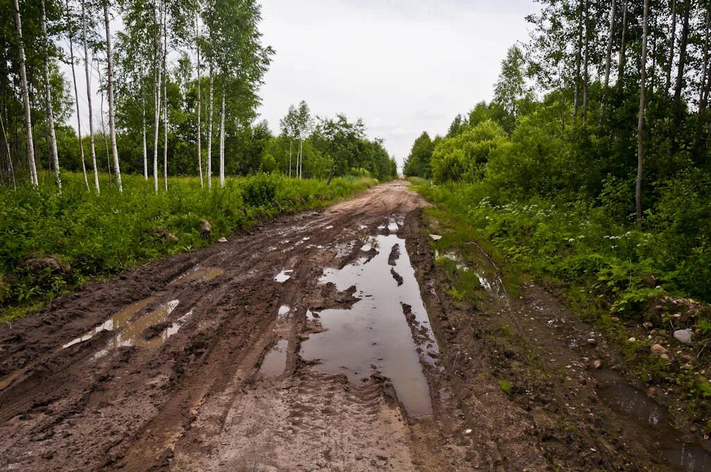 Грязная дорога. Грязная дорога в лесу. Грязь на дороге. Проселочная дорога.