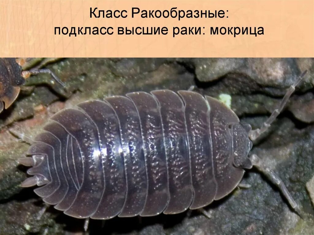 Мокрица ракообразное. Мокрица-броненосец обыкновенная. Членистоногие мокрица. Членистоногие мокрица. Мокрица класс ракообразные.