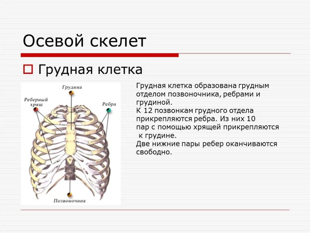 Осевой скелет добавочный скелет. Осевой костный скелет. Скелет туловища человека грудная клетка. Строение осевого скелета человека.