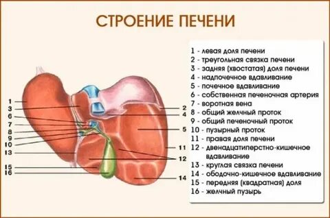 Печень это орган какой