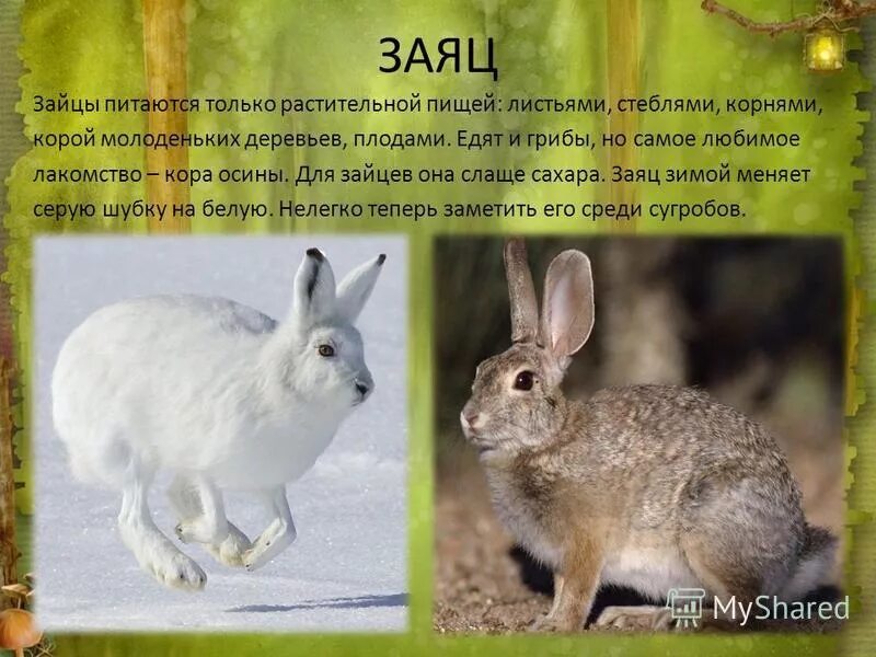 Описание зайца для детей. Зимой заяц диктант. Чем питается заяц зимой. Зимой зайцы кормятся корой деревьев. Заяц питается зимой.