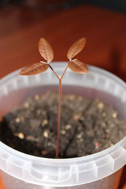 Как вырастить семена личи. Росток личи из косточки. росток вишни из косточки.