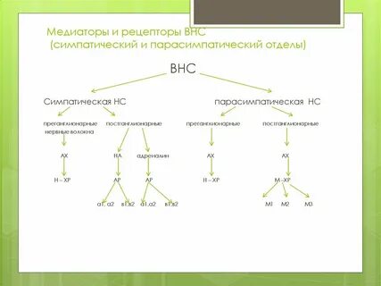 Рецептор какой отдел