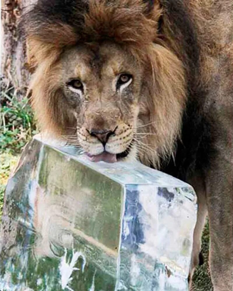 лев жарких. грива льва. хищные животные жарких стран. лев фото. лев жарких.