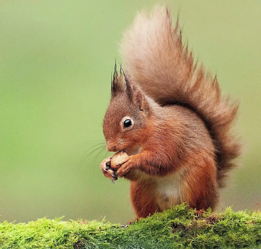 Red squirrels used to be a common