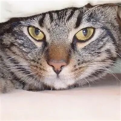 Кот дата
