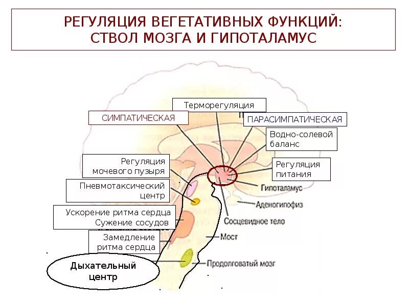 Регуляция вегетативной нервной системой гипоталамусом схема. Центры регуляции вегетативных функций. Центры регуляции вегетативных функций в мозге. Вегетативные функции ствола головного мозга. Функции выполняют отделы ствола мозг